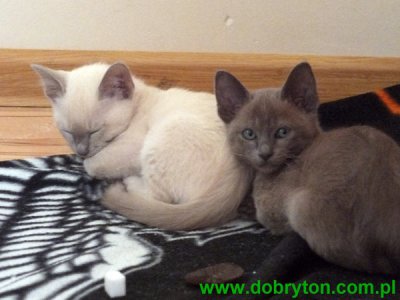 Kocięta Tonkijskie z Hodowli Dobry Ton*PL